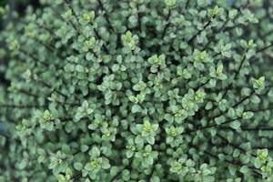 Pleaching Topiary Chch Canterbury: Pittosporum Small Ball