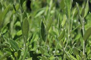 Corokia Geenty's Green