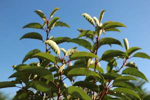 Pleaching Topiary Chch Canterbury: Prunus lusitanica Standard