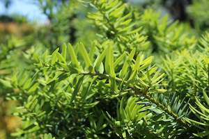 Podocarpus Totora Ardmore Green