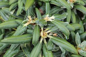 Rhododendron yakushimanum FCC