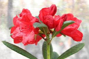 Rhododendron Elizabeth red royalty