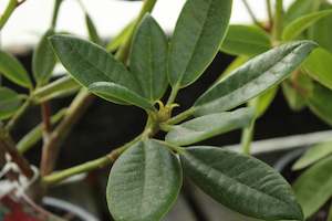 Rhododendrons Chch Canterbury: Rhododendron Raging Bull