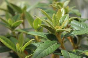 Rhododendron Princess Alice