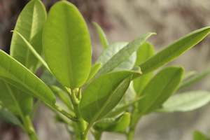 Rhododendrons Chch Canterbury: Rhododendron Pawhuska