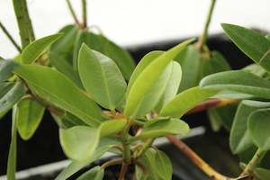 Rhododendron Mount Everest