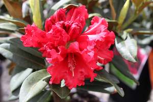 Rhododendron Huntington