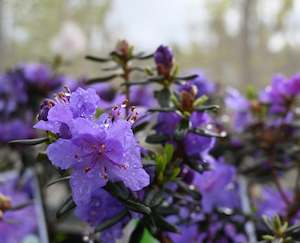 Rhododendrons Chch Canterbury: Rhododendron Glenfalloch Blue