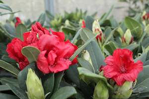 Rhododendrons Chch Canterbury: Rhododendron Dopey