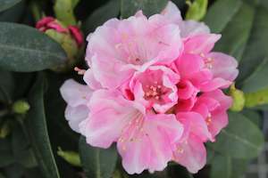 Rhododendron Doc