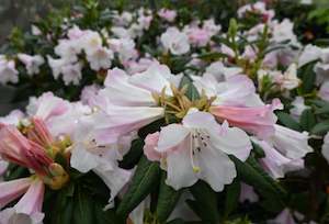 Rhododendrons Chch Canterbury: Rhododendron Countess of Haddington