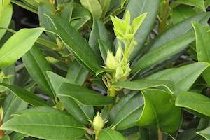 Rhododendron Bumble Bee