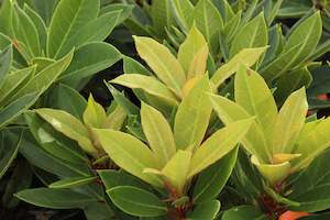 Rhododendrons Chch Canterbury: Rhododendron Black Magic