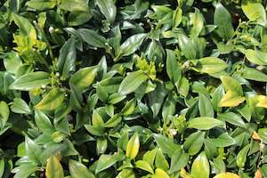 Shade Chch Canterbury: Sarcococca confusa