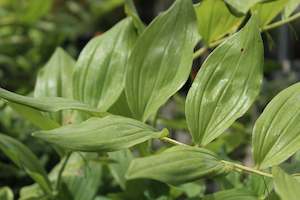 Polygonatum x hybridum
