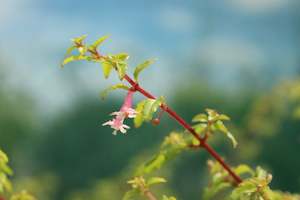 Shade Chch Canterbury: Fuchsia hybrid