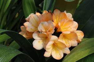Shade Chch Canterbury: Clivia miniata Apricot