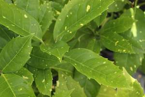 Shade Chch Canterbury: Aucuba jungle girl