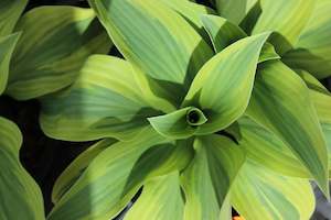 Shade Chch Canterbury: Hosta Wolverine
