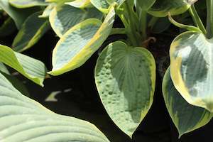 Shade Chch Canterbury: Hosta tokudama flavocircinalis