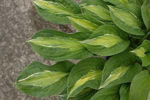 Hosta Striptease