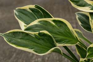 Shade Chch Canterbury: Hosta Minuteman
