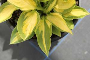 Hosta Little Sunsport