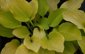 Hosta Lemon and Lime