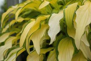 Hosta Kabitan