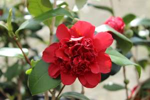 Shrubs Chch Canterbury: Camellia Takanini