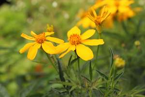 Shrubs Chch Canterbury: Tagetes lemmonii