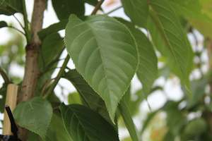 Trees Chch Canterbury: Prunus Kanzan