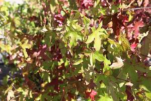 Liquidambar styraciflua