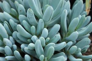 Succulents Cacti Chch Canterbury: Senecio aizoides