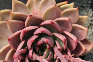 Echeveria Romeo