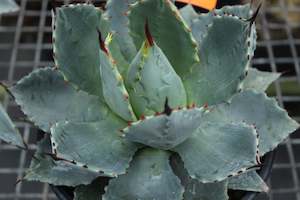 Agave Tecta