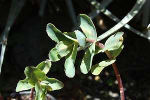 Succulents Cacti Chch Canterbury: Sedum Vera Jameson