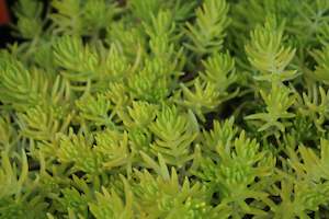 Succulents Cacti Chch Canterbury: Sedum Mexicanum
