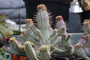 Succulents Cacti Chch Canterbury: Euphorbia variegata