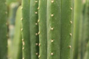 Echinopsis pachanoi Doubles