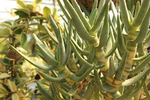 Aloidendron ramoisissimum