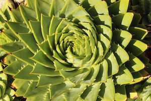 Succulents Cacti Chch Canterbury: Aloe polyphylla
