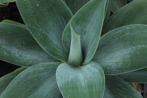 Agave attenuata Boutins Blue