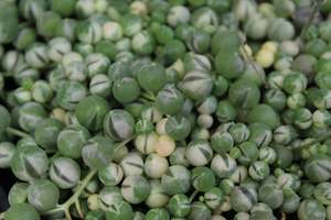 Senecio rowleyanus Variegata