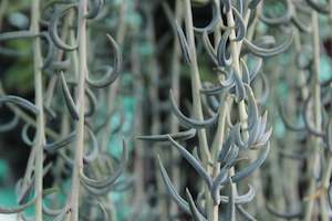Succulents Cacti Chch Canterbury: Senecio radicans