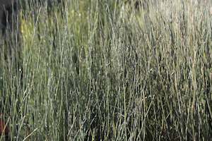 Water Plants Chch Canterbury: Apodasmia similis