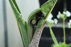 Arisaema ringens black form