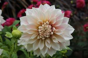 Winter Dormant: Dahlia Cafe au lait