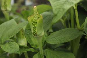 Winter Dormant: Arisaema tortuosum