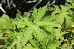 Geranium psilostemon